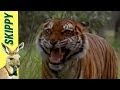Skippy the Bush Kangaroo - The Tiger